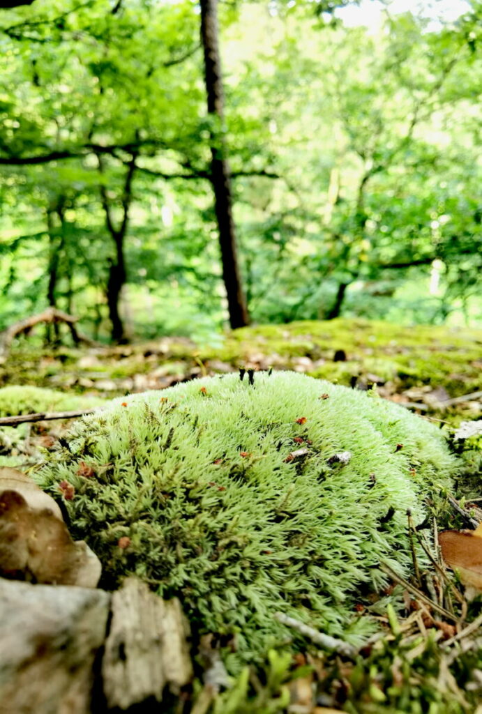 Baybachklamm wandern