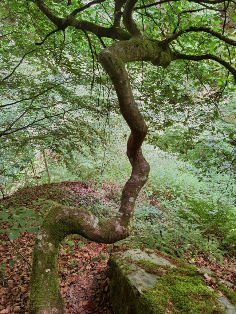 Knorrige Bäume in der Baybachklamm